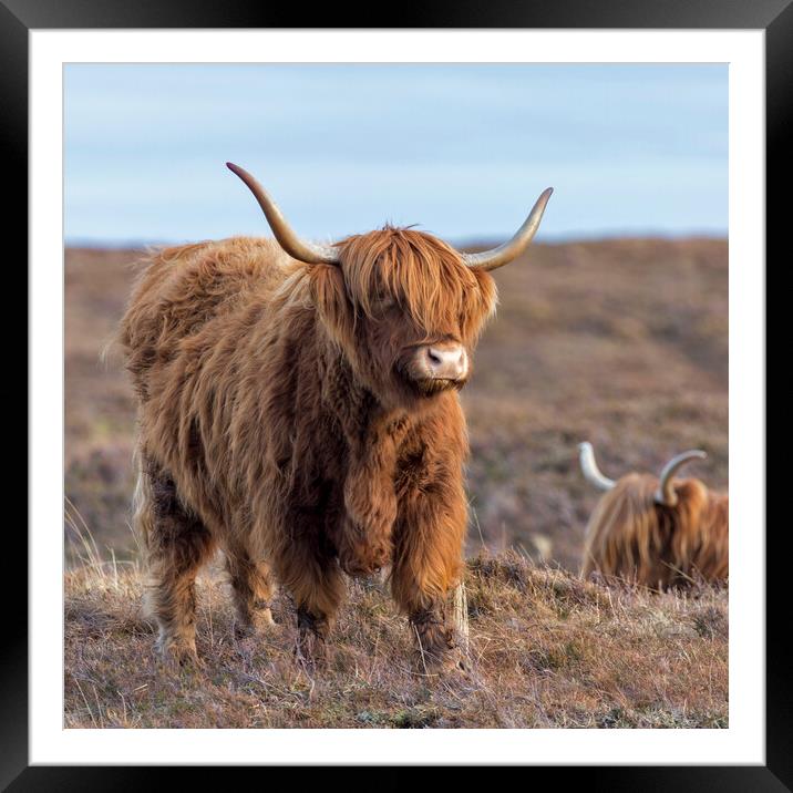 Scottish Highland Cows Framed Mounted Print by Derek Beattie
