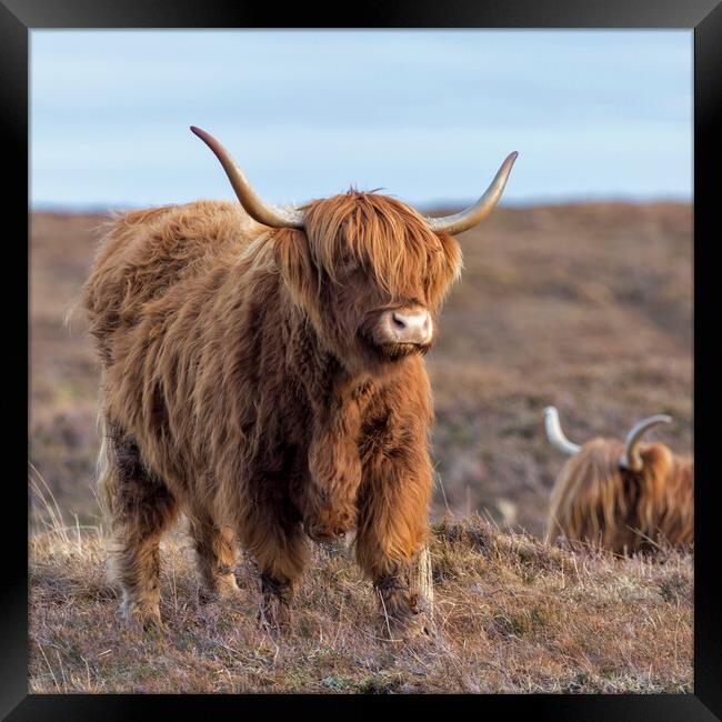 Scottish Highland Cows Framed Print by Derek Beattie