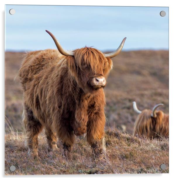 Scottish Highland Cows Acrylic by Derek Beattie