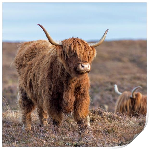 Scottish Highland Cows Print by Derek Beattie
