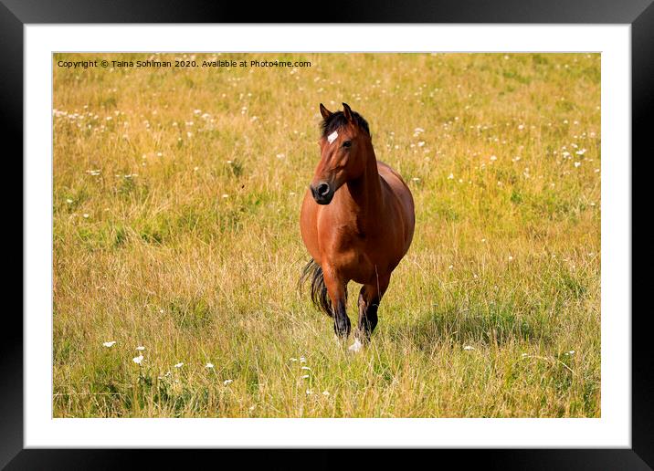 Beautiful Horse and Butterfly Framed Mounted Print by Taina Sohlman