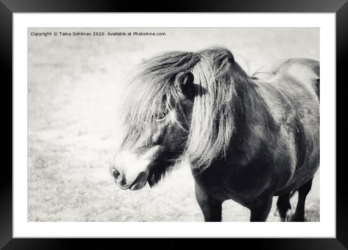Portrait of a Beautiful Pony  Framed Mounted Print by Taina Sohlman