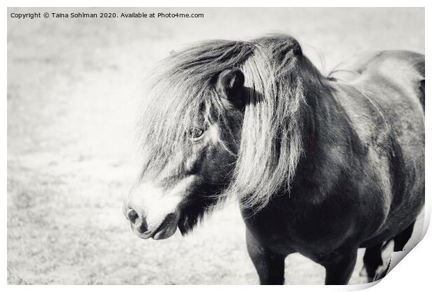 Portrait of a Beautiful Pony  Print by Taina Sohlman
