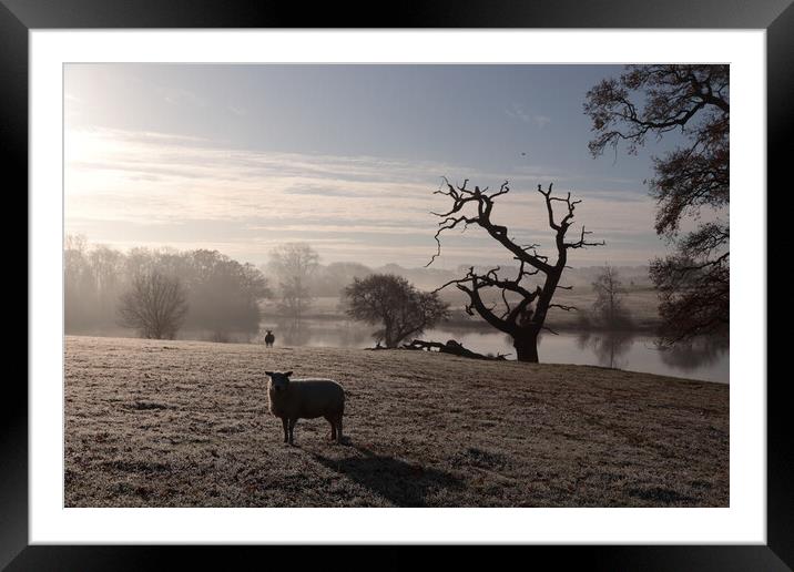 Sheep by the lake in the morning frost Framed Mounted Print by Angela Redrupp