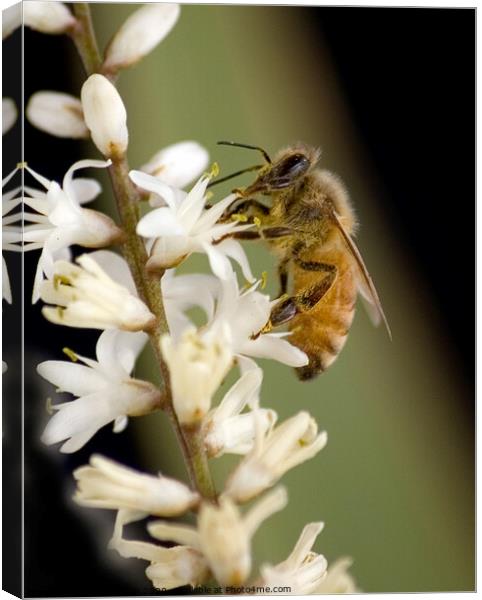 A wasp gathering pollen from a garden flower Canvas Print by Peter Bolton