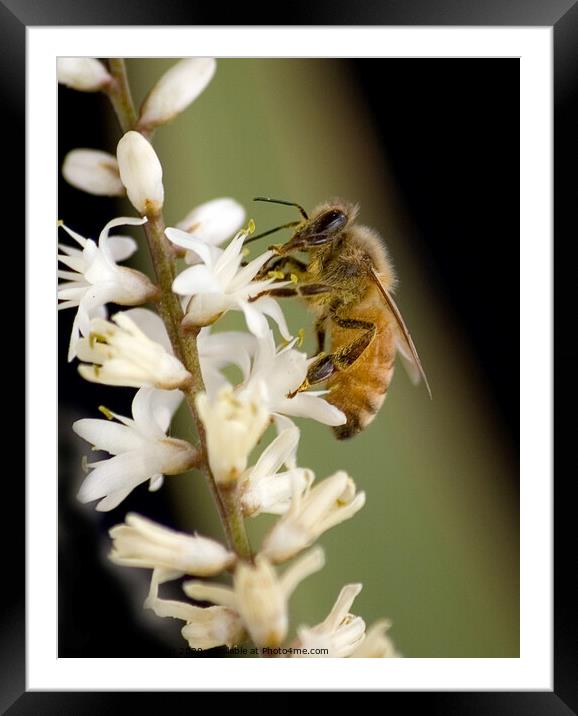 A wasp gathering pollen from a garden flower Framed Mounted Print by Peter Bolton