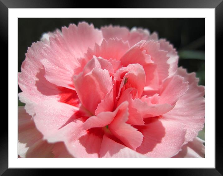Pink Carnation Framed Mounted Print by Nicola Clark