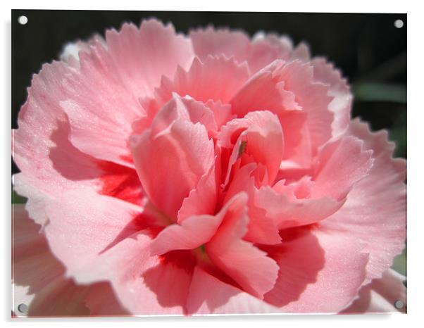 Pink Carnation Acrylic by Nicola Clark