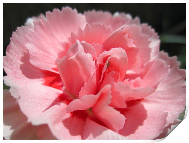 Pink Carnation Print by Nicola Clark