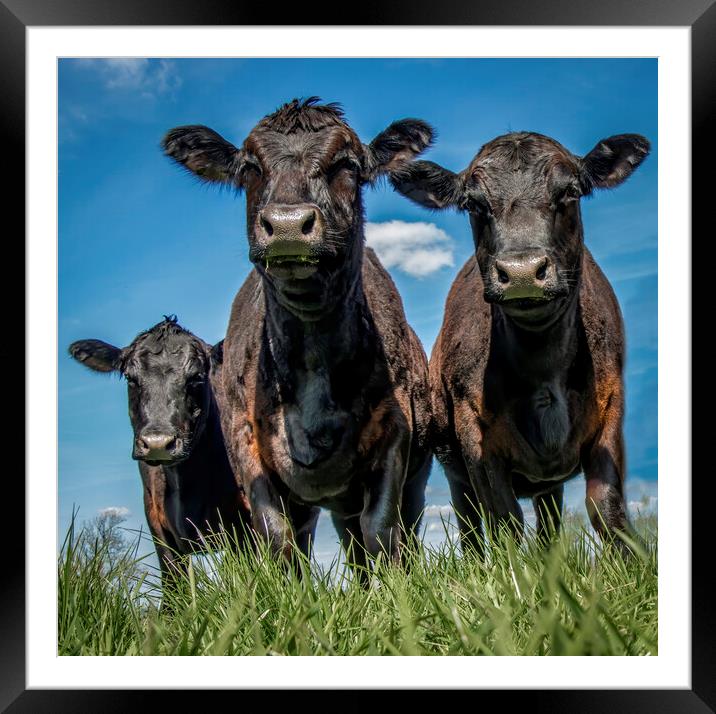 A herd of cattle standing on top of a lush green field Framed Mounted Print by Chantal Cooper
