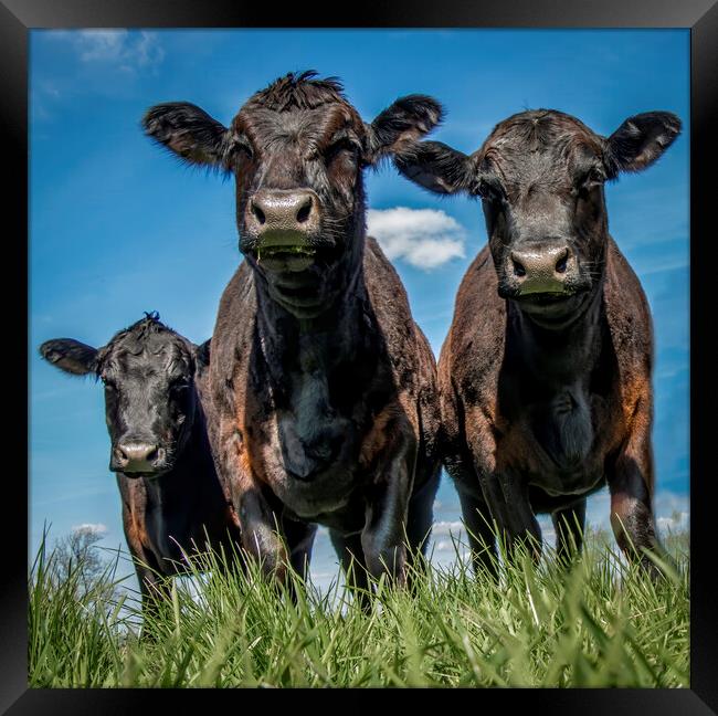 A herd of cattle standing on top of a lush green field Framed Print by Chantal Cooper