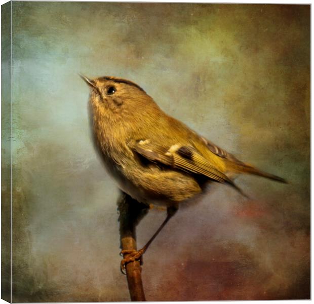 A close up of a Goldcrest Canvas Print by Chantal Cooper