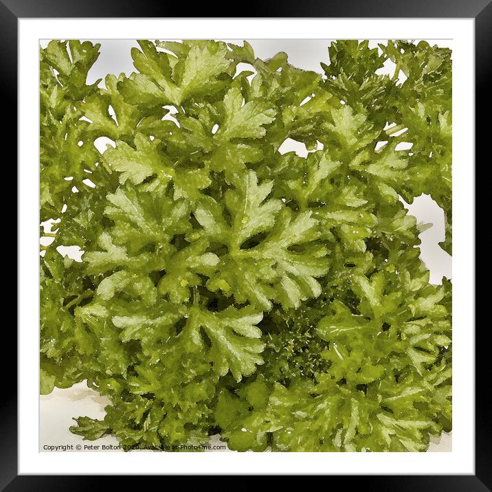 Abstract composition of herbs spread over a white background in a square format Framed Mounted Print by Peter Bolton
