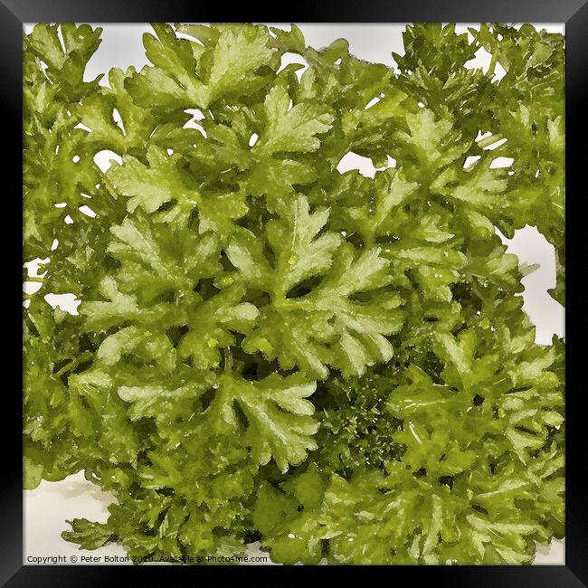 Abstract composition of herbs spread over a white background in a square format Framed Print by Peter Bolton