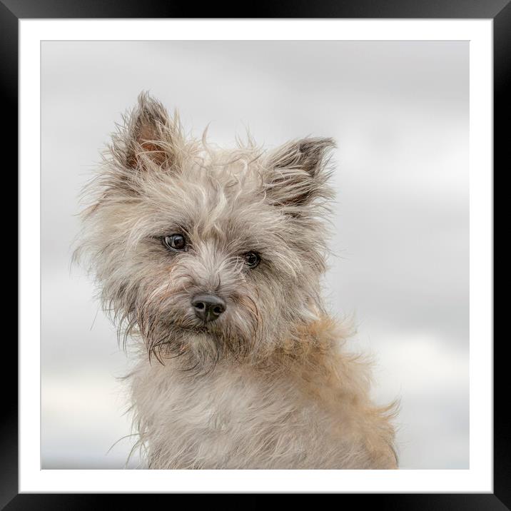 Portrait of Cairn Terrier Framed Mounted Print by Chantal Cooper