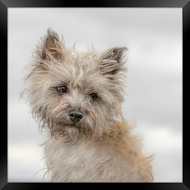 Portrait of Cairn Terrier Framed Print by Chantal Cooper