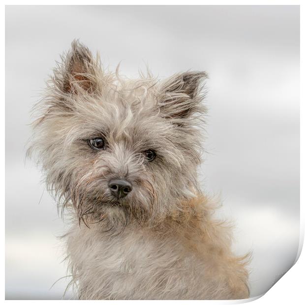 Portrait of Cairn Terrier Print by Chantal Cooper