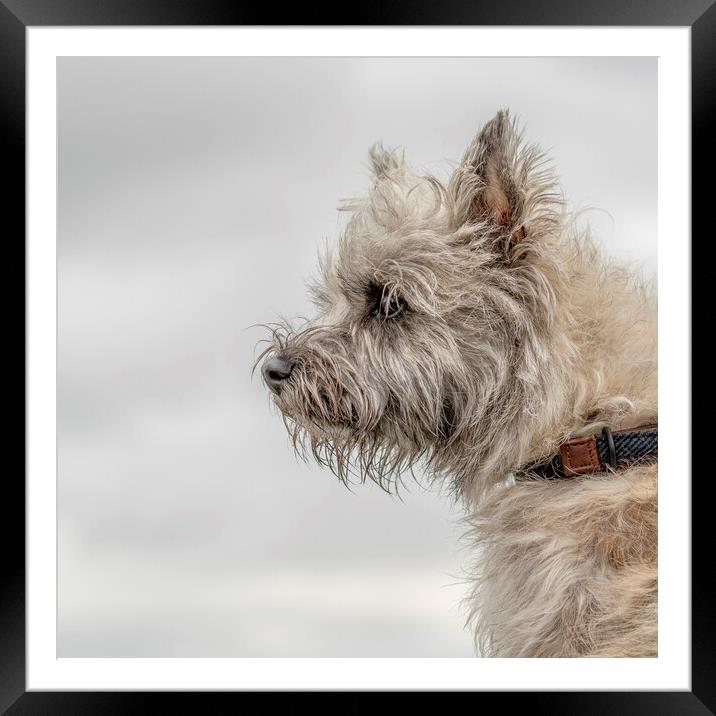 Portrait of a Cairn Terrier Framed Mounted Print by Chantal Cooper