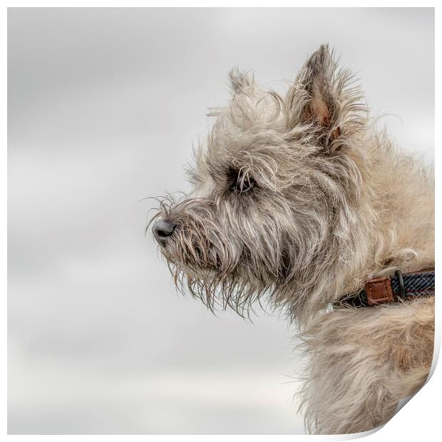 Portrait of a Cairn Terrier Print by Chantal Cooper