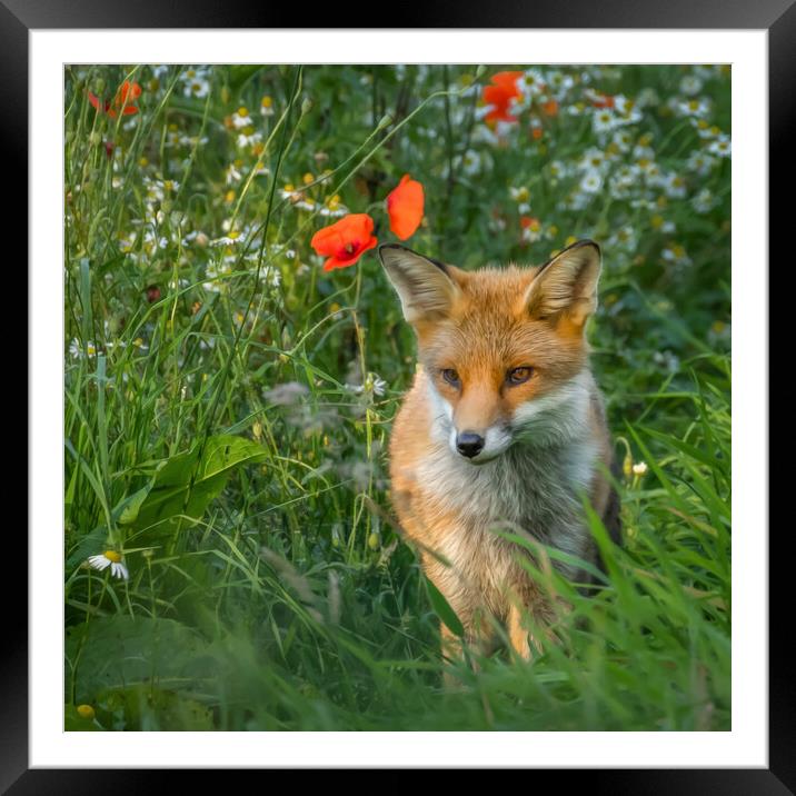 Fox cub in meadow of flowers Framed Mounted Print by Chantal Cooper