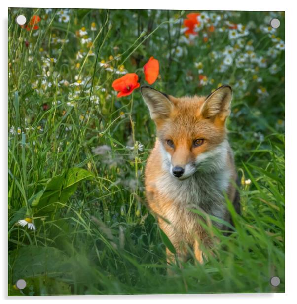 Fox cub in meadow of flowers Acrylic by Chantal Cooper