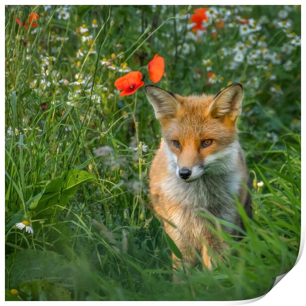 Fox cub in meadow of flowers Print by Chantal Cooper