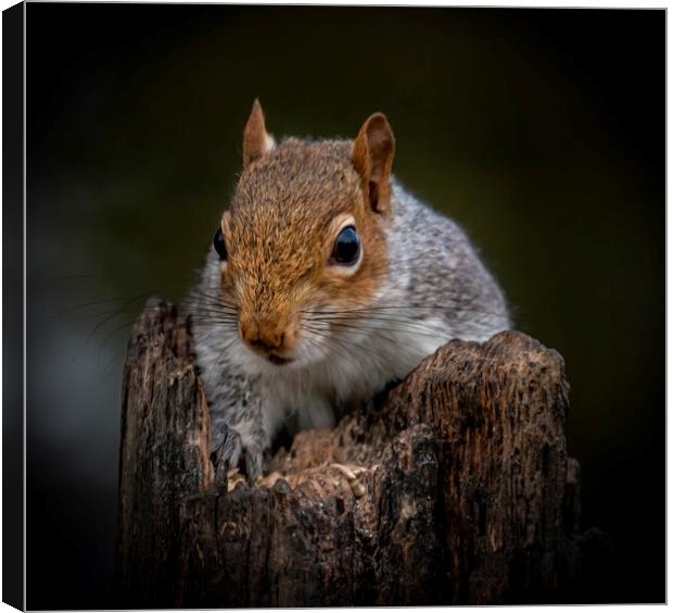Portrait of a Grey Squirrel on a rotten log lookin Canvas Print by Chantal Cooper