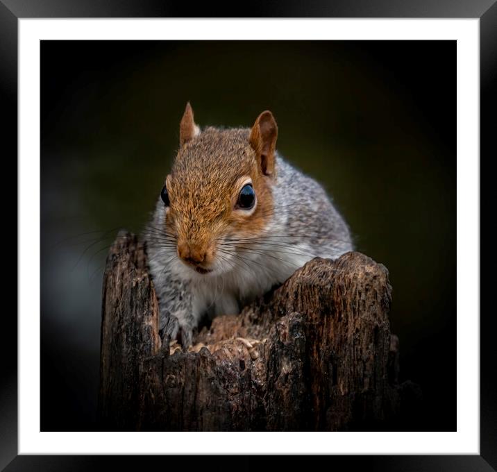Portrait of a Grey Squirrel on a rotten log lookin Framed Mounted Print by Chantal Cooper