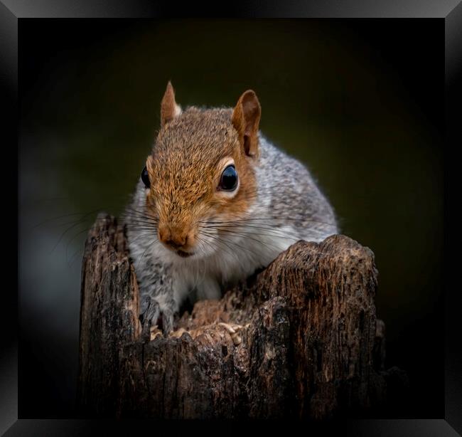 Portrait of a Grey Squirrel on a rotten log lookin Framed Print by Chantal Cooper