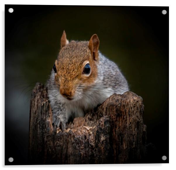 Portrait of a Grey Squirrel on a rotten log lookin Acrylic by Chantal Cooper