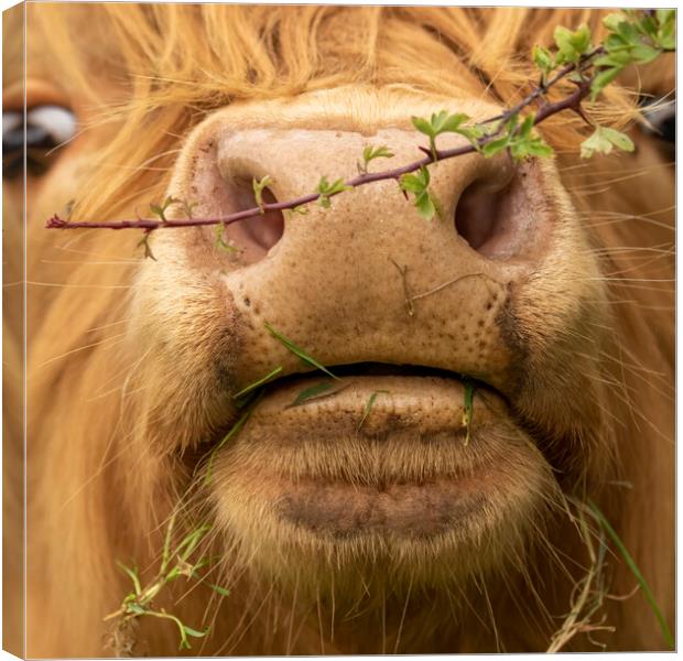 Close up of Highland Cow Face  Canvas Print by Chantal Cooper