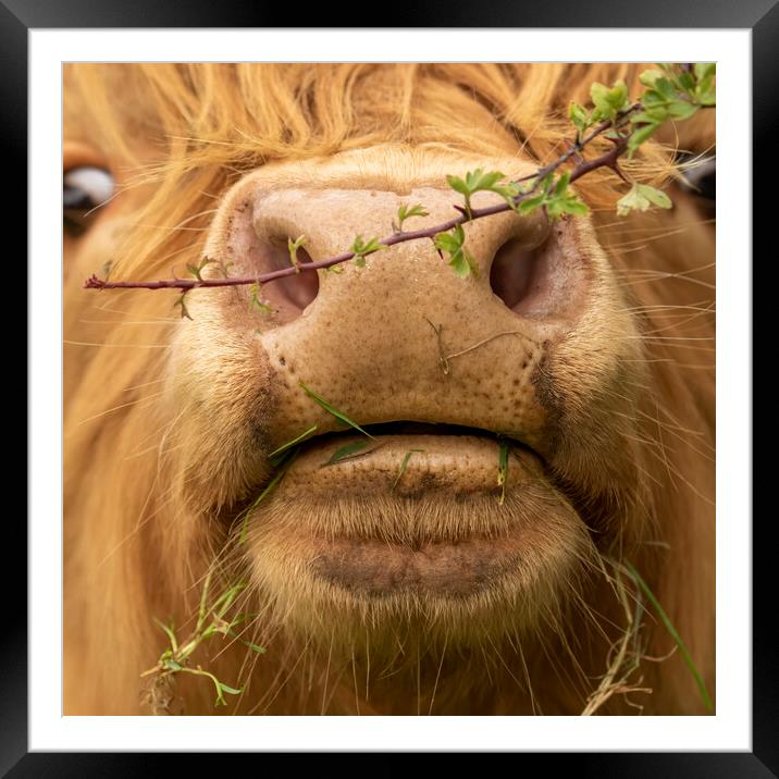 Close up of Highland Cow Face  Framed Mounted Print by Chantal Cooper