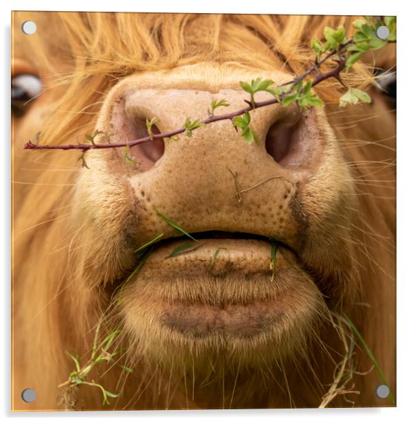 Close up of Highland Cow Face  Acrylic by Chantal Cooper