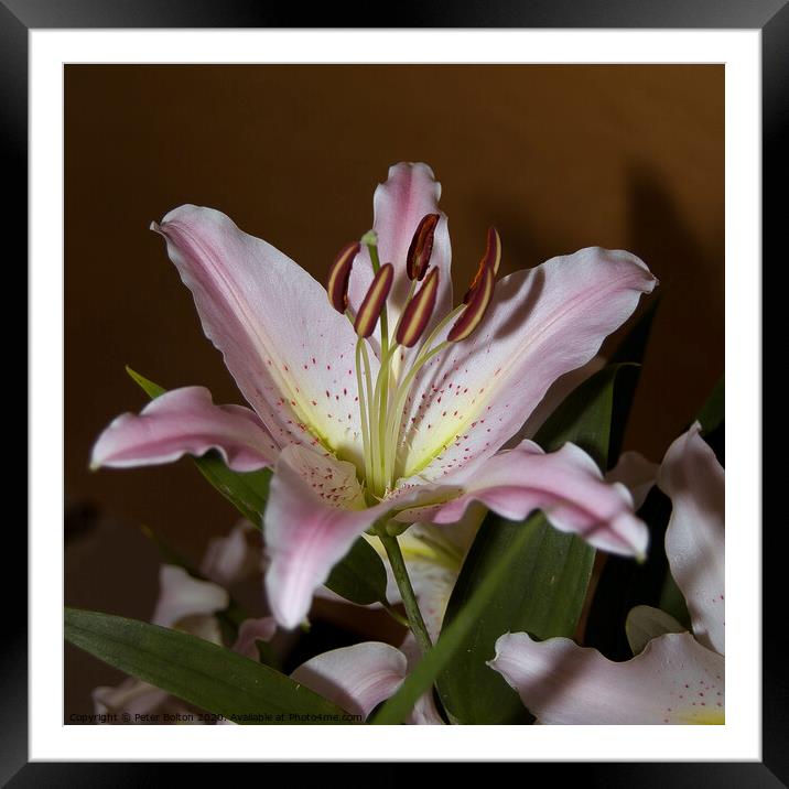 Photo art close up of a lily (Amaryllis belladonna) in square format. Framed Mounted Print by Peter Bolton