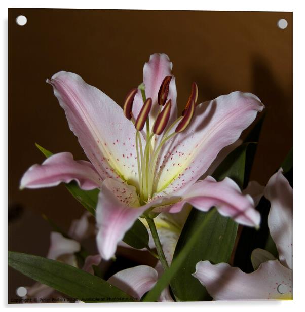 Photo art close up of a lily (Amaryllis belladonna) in square format. Acrylic by Peter Bolton