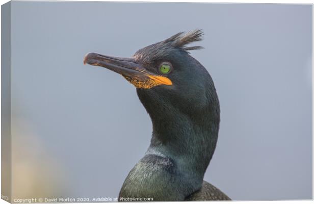 Close up of a Shag on the Island of Lunga. Canvas Print by David Morton