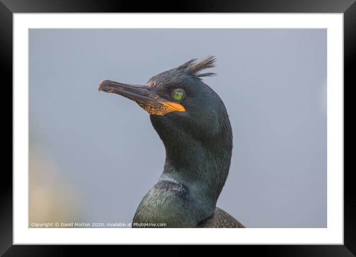 Close up of a Shag on the Island of Lunga. Framed Mounted Print by David Morton