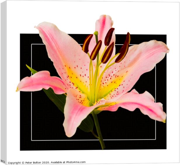 Photo art close up of a lily (Amaryllis belladonna) in square format. Canvas Print by Peter Bolton
