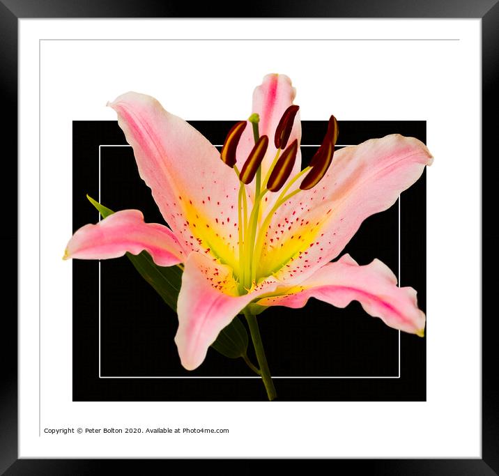 Photo art close up of a lily (Amaryllis belladonna) in square format. Framed Mounted Print by Peter Bolton