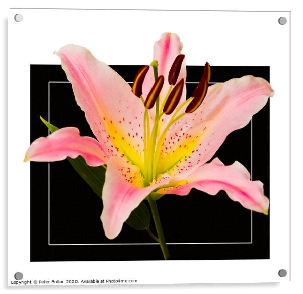 Photo art close up of a lily (Amaryllis belladonna) in square format. Acrylic by Peter Bolton