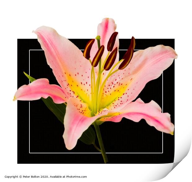 Photo art close up of a lily (Amaryllis belladonna) in square format. Print by Peter Bolton