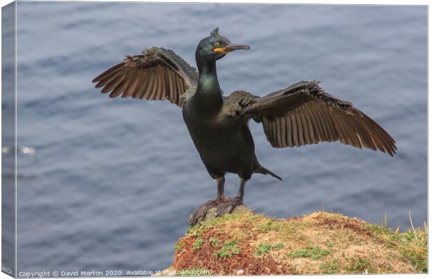 Shag with Wings Spread on the Island of Lunga. Canvas Print by David Morton