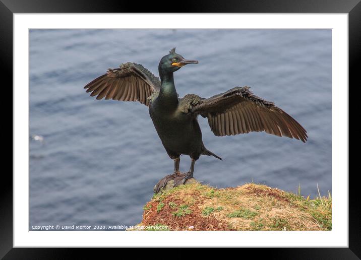Shag with Wings Spread on the Island of Lunga. Framed Mounted Print by David Morton