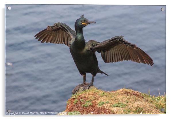 Shag with Wings Spread on the Island of Lunga. Acrylic by David Morton