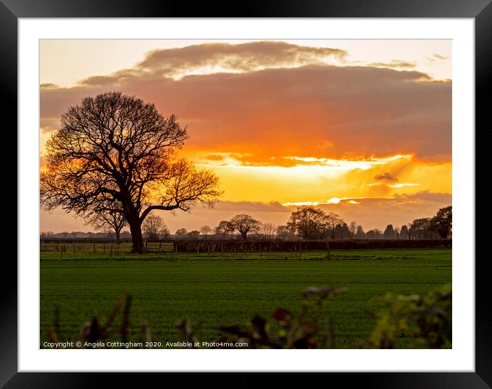 Oak Tree at Sunset Framed Mounted Print by Angela Cottingham