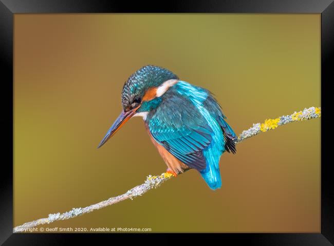 Kingfisher in Winter Framed Print by Geoff Smith