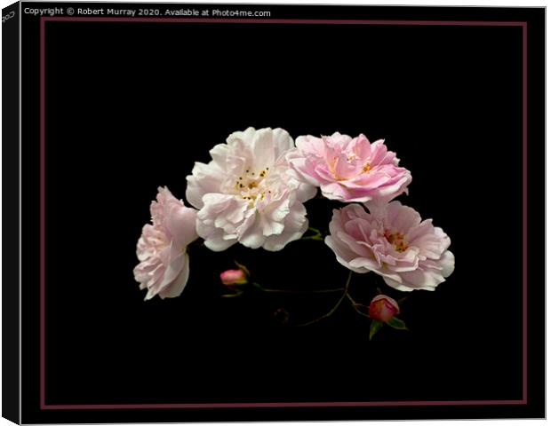 Paul's Himalayan Musk Rose Canvas Print by Robert Murray