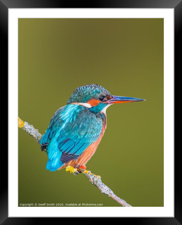 Kingfisher in Winter Framed Mounted Print by Geoff Smith