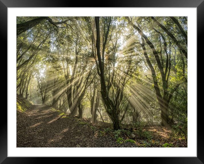 Sunbeams shining through the trees of Selworthy Woods, Exmoor National Park Framed Mounted Print by Shaun Davey
