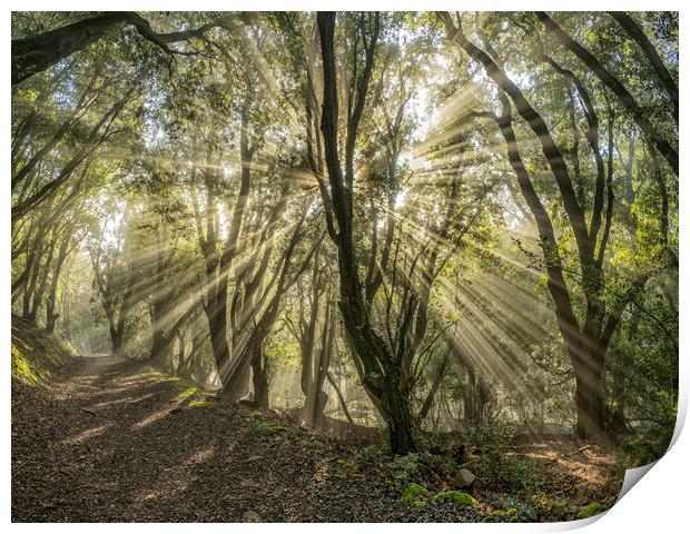 Sunbeams shining through the trees of Selworthy Woods, Exmoor National Park Print by Shaun Davey